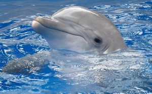 Delphin